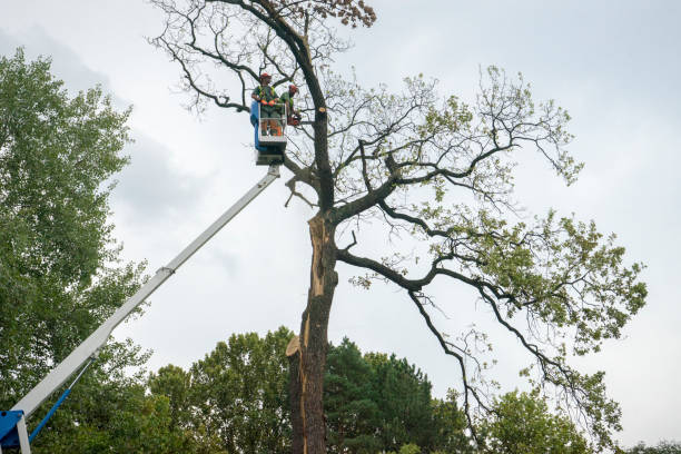 Best Tree Maintenance Programs  in USA